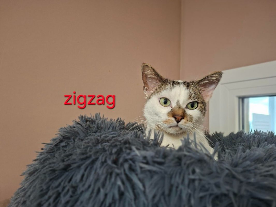 Zigzag - Chat Européen à adopter