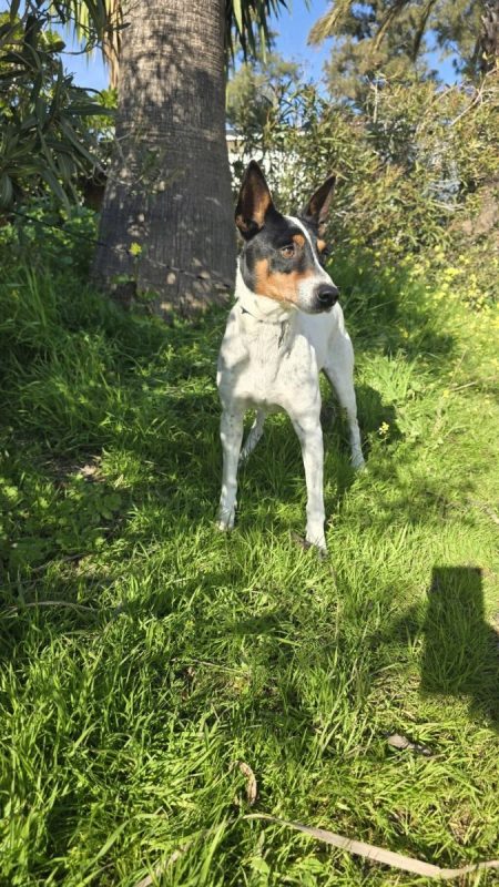 JARO - Chien à adopter - photo 4