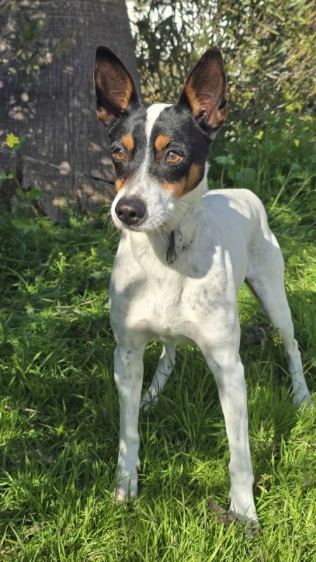 JARO - Chien à adopter