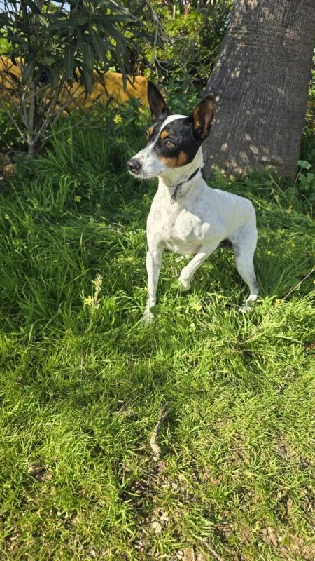 JARO - Chien à adopter - photo 3
