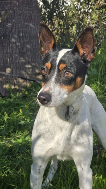 JARO - Chien à adopter - photo 2