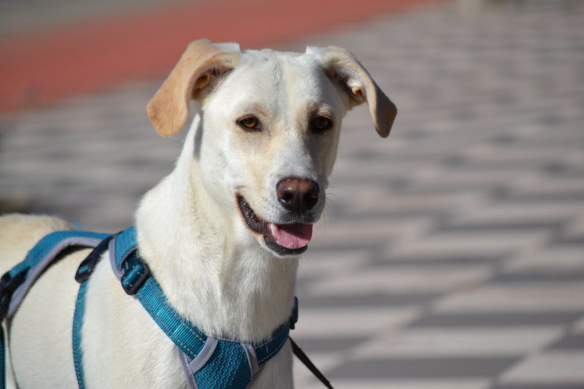 LINA - Chien à adopter
