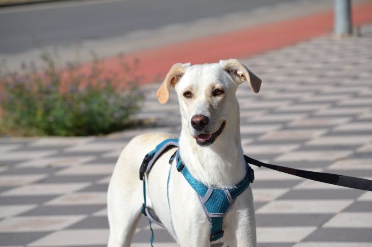 LINA - Chien à adopter - photo 2