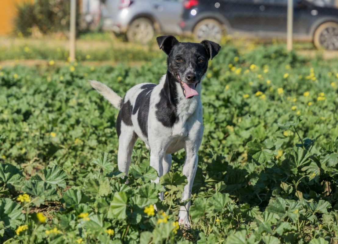 VITO - Chien à adopter - photo 2