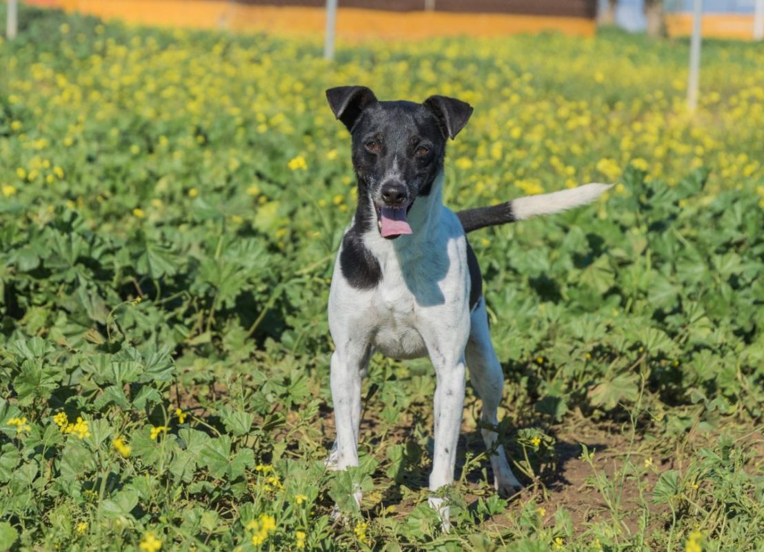 VITO - Chien à adopter - photo 4