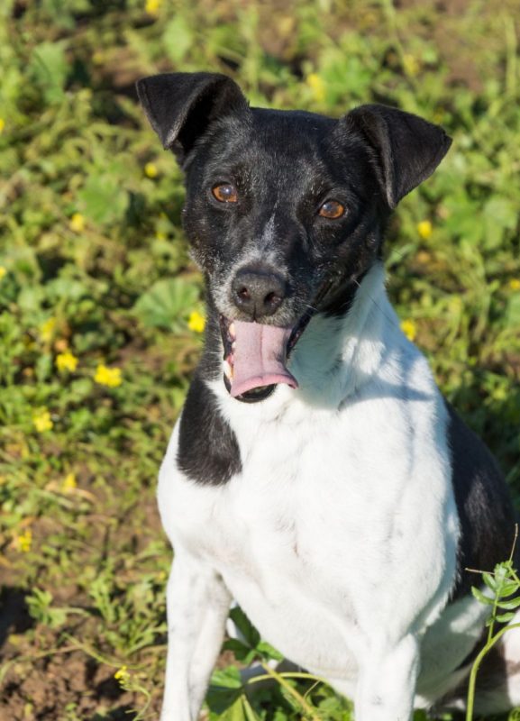 VITO - Chien à adopter