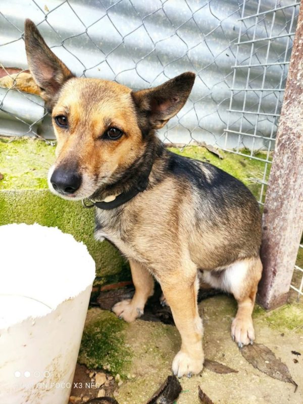 LEON - Chien à adopter - photo 4