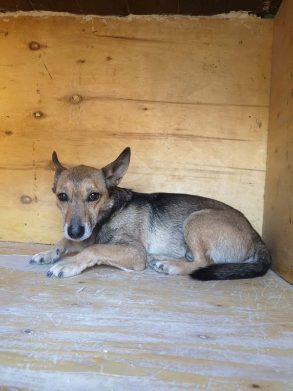 LEON - Chien à adopter - photo 3