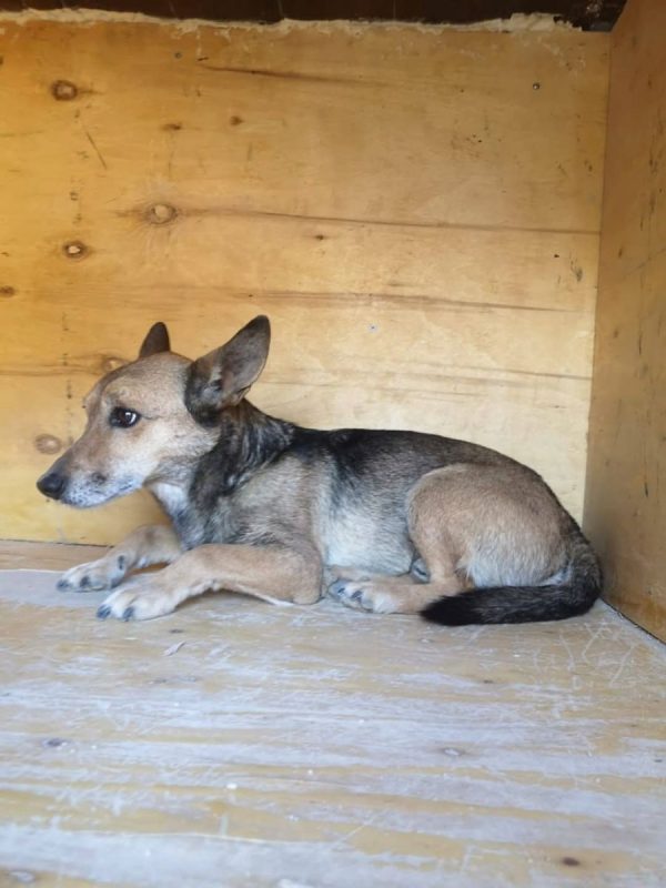 LEON - Chien à adopter - photo 2