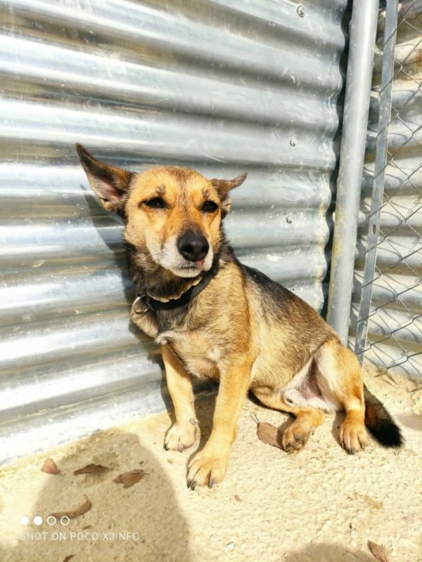 LEON - Chien à adopter