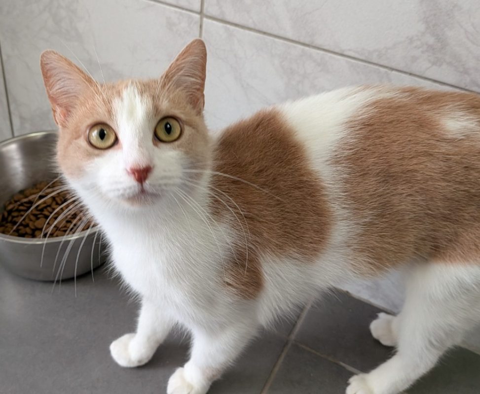 Germaine - Chat Européen à adopter