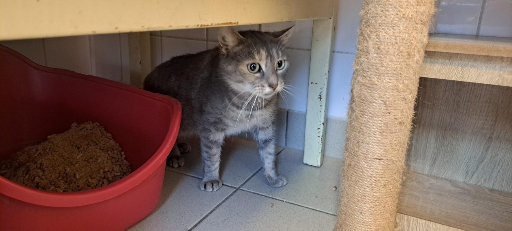 Ecaille - Chat Européen à adopter