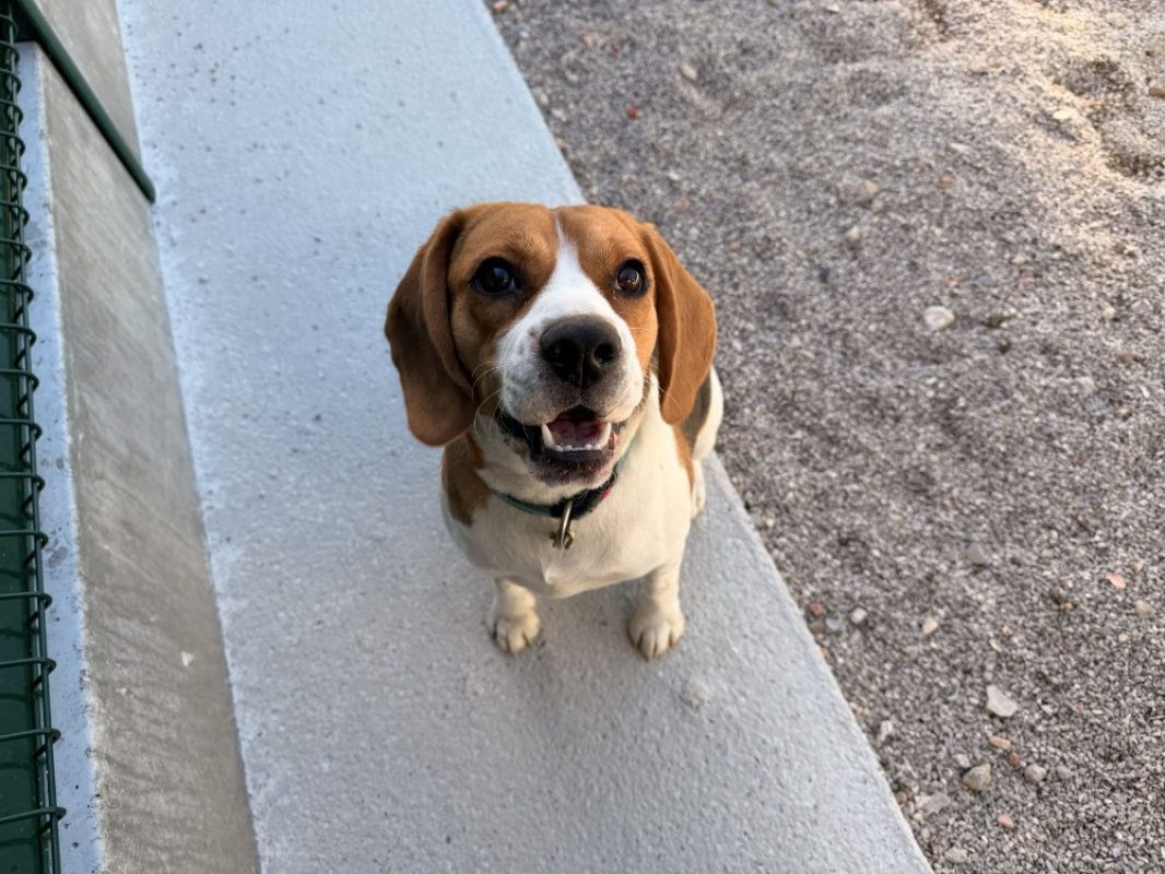 Axel - Chien Beagle à adopter