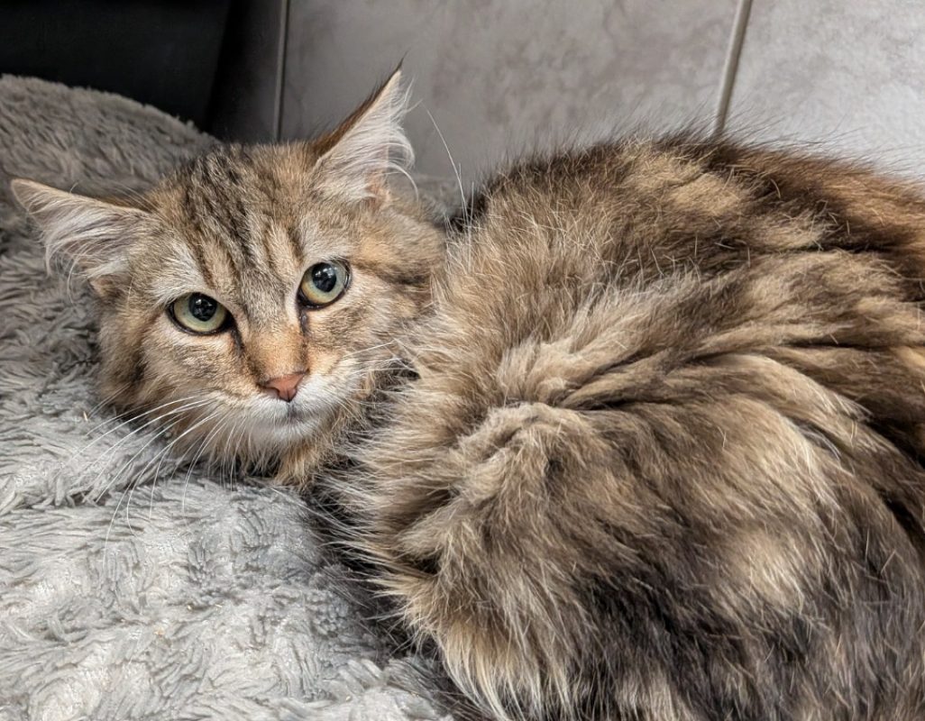 Noxie - Chat Européen à adopter