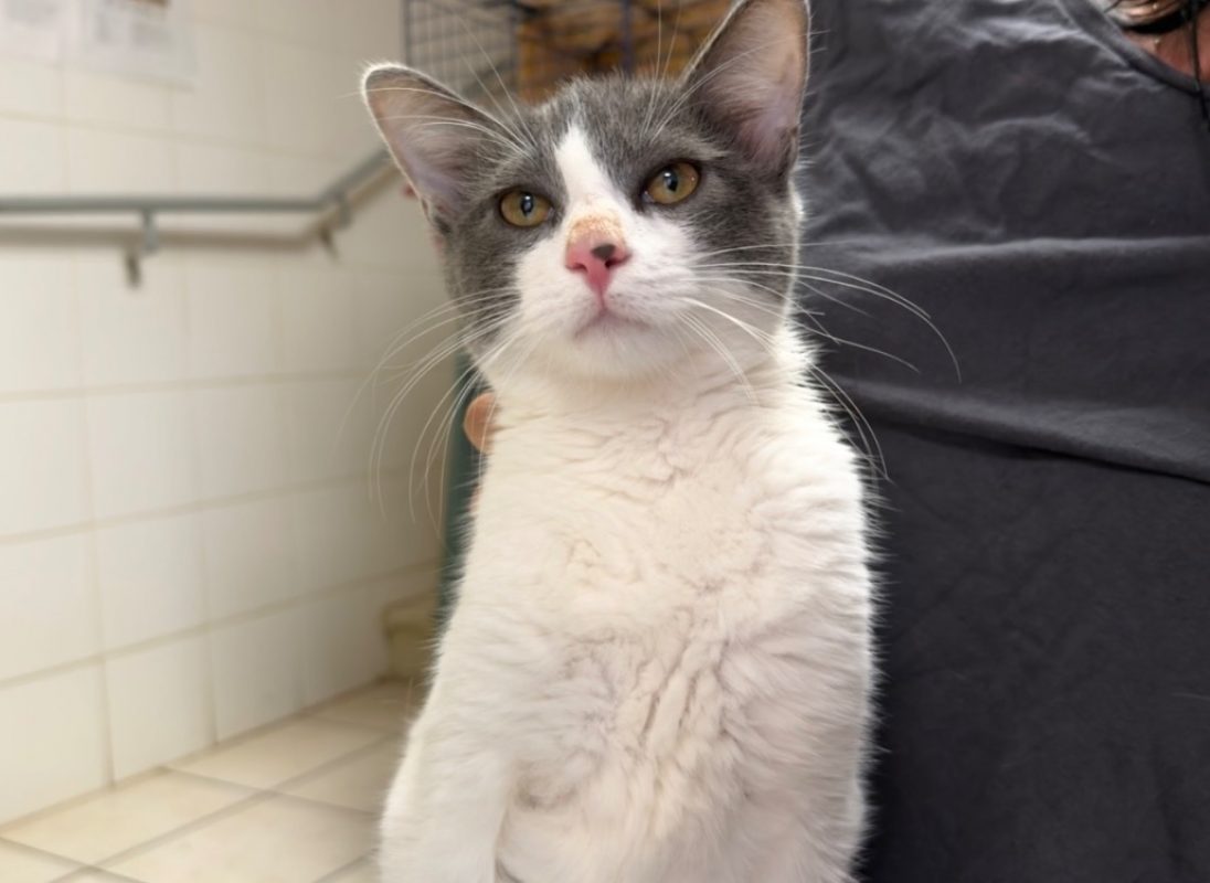 Pims - Chat Européen à adopter