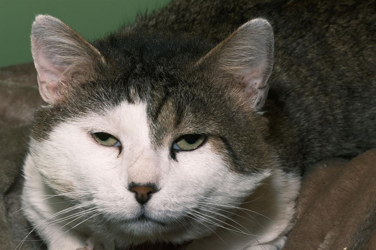 Photo #1 de Bingbong