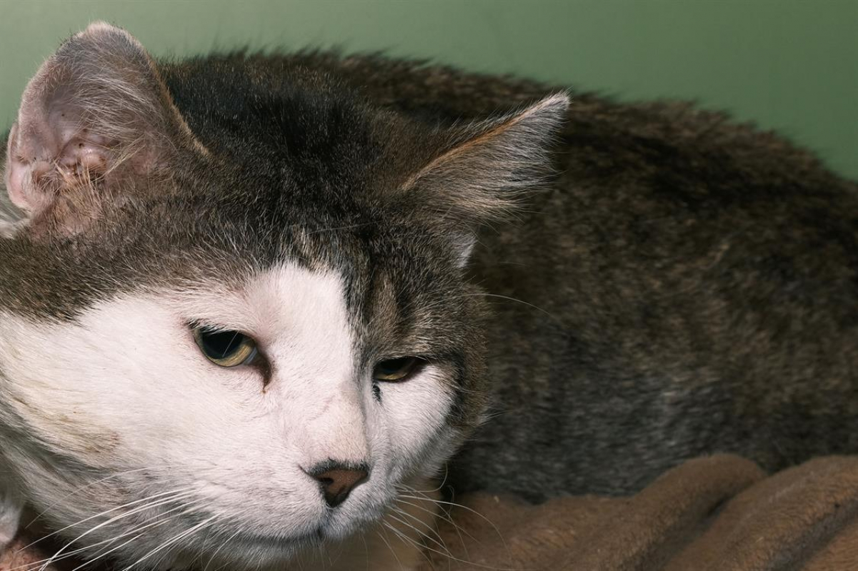 Photo #2 de Bingbong