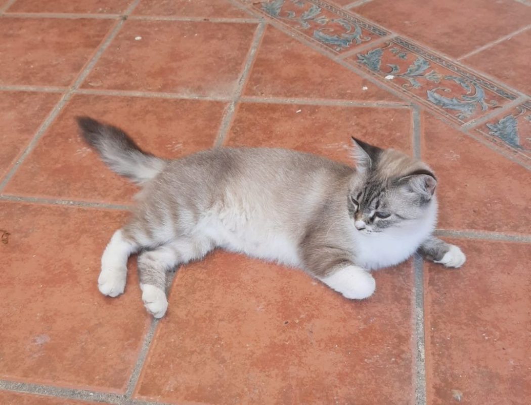 Nenufar - Chat à adopter - photo 2