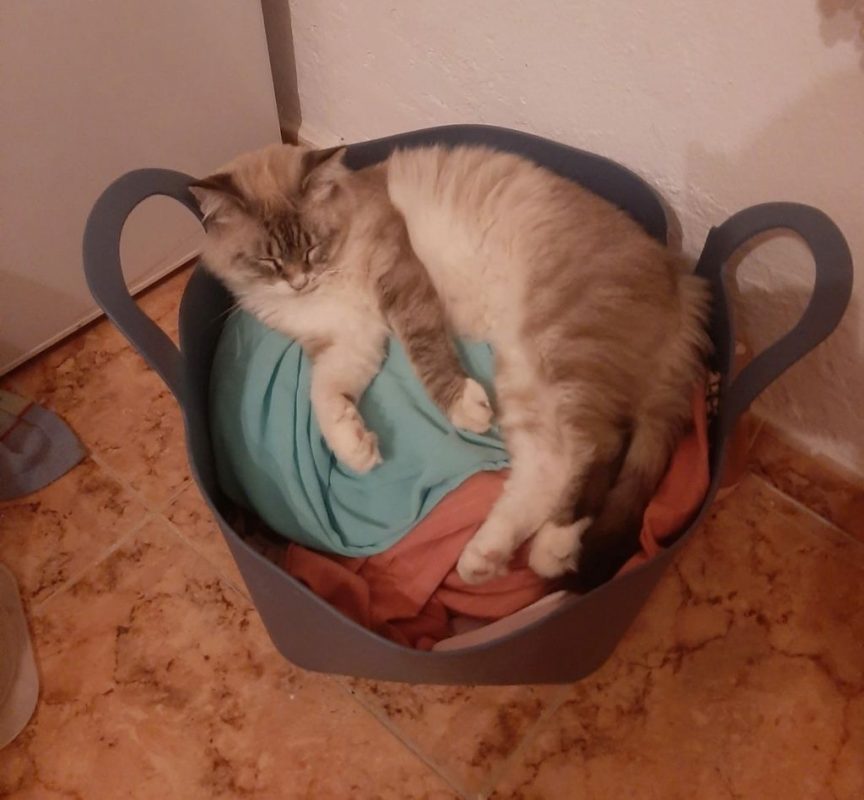 Nenufar - Chat à adopter - photo 5