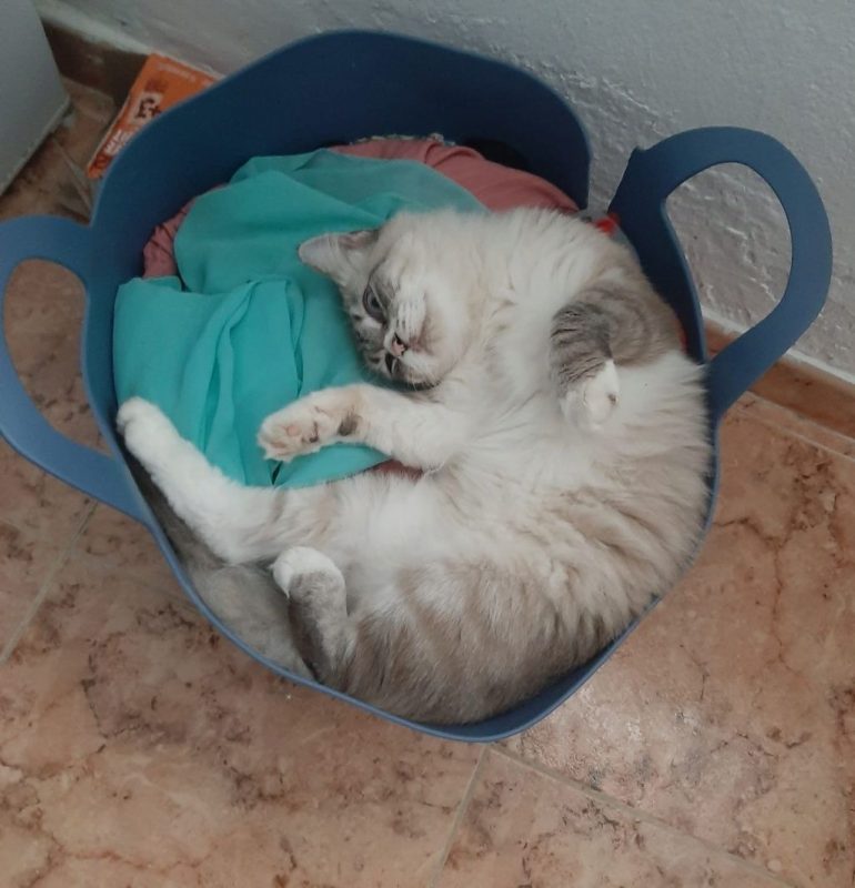 Nenufar - Chat à adopter - photo 4