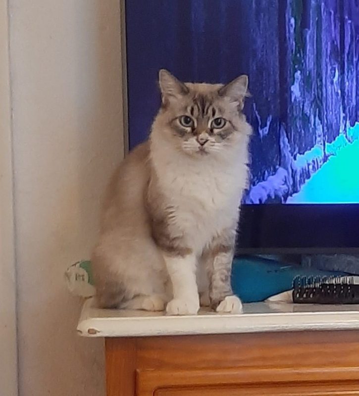 Nenufar - Chat à adopter
