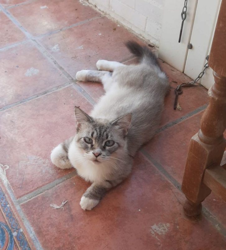 Nenufar - Chat à adopter - photo 3