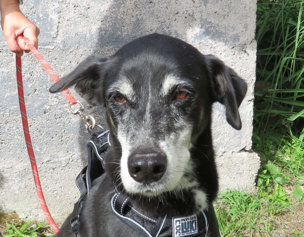 Xena - Chien à adopter