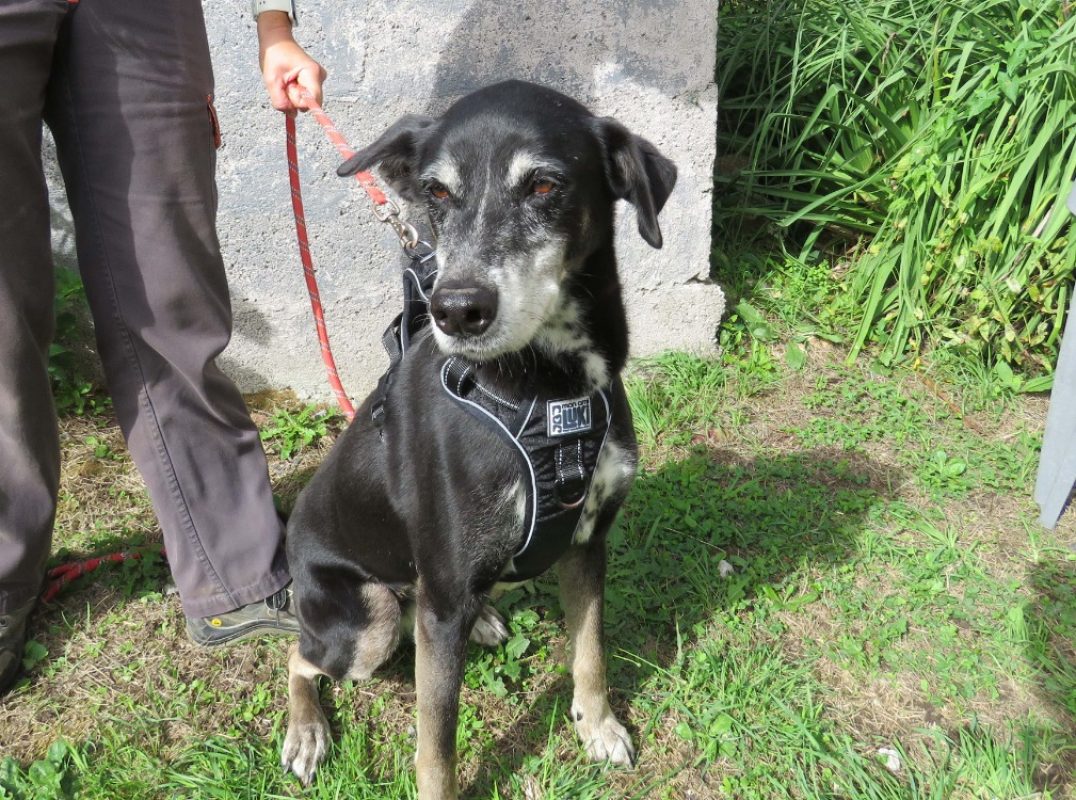 Xena - Chien à adopter - photo 2