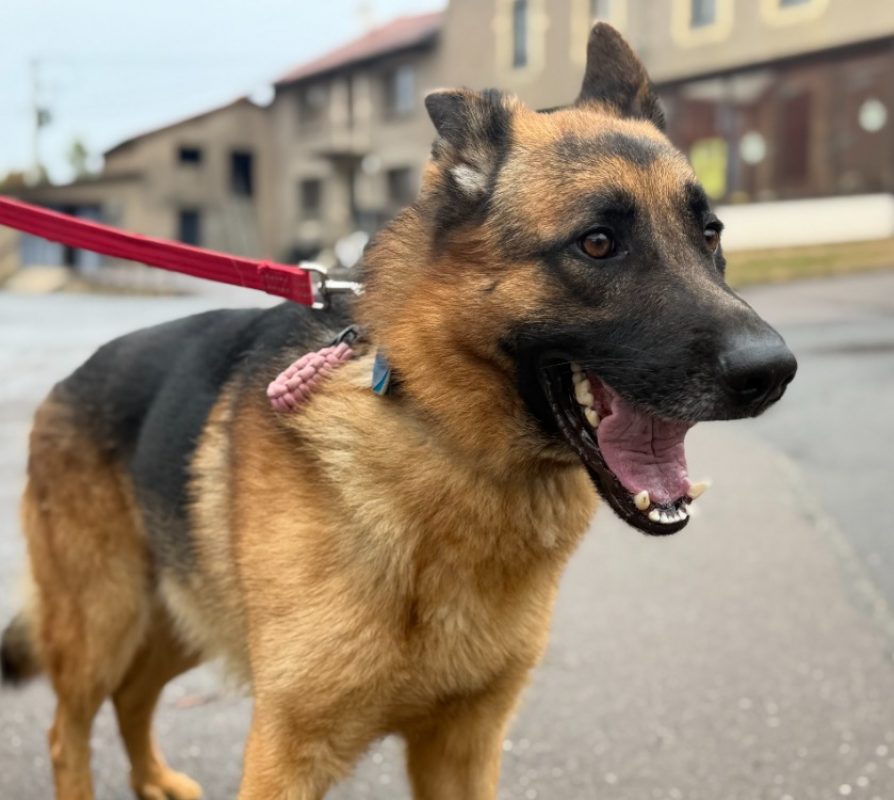 Lucky - Chien Berger Allemand à adopter - photo 2