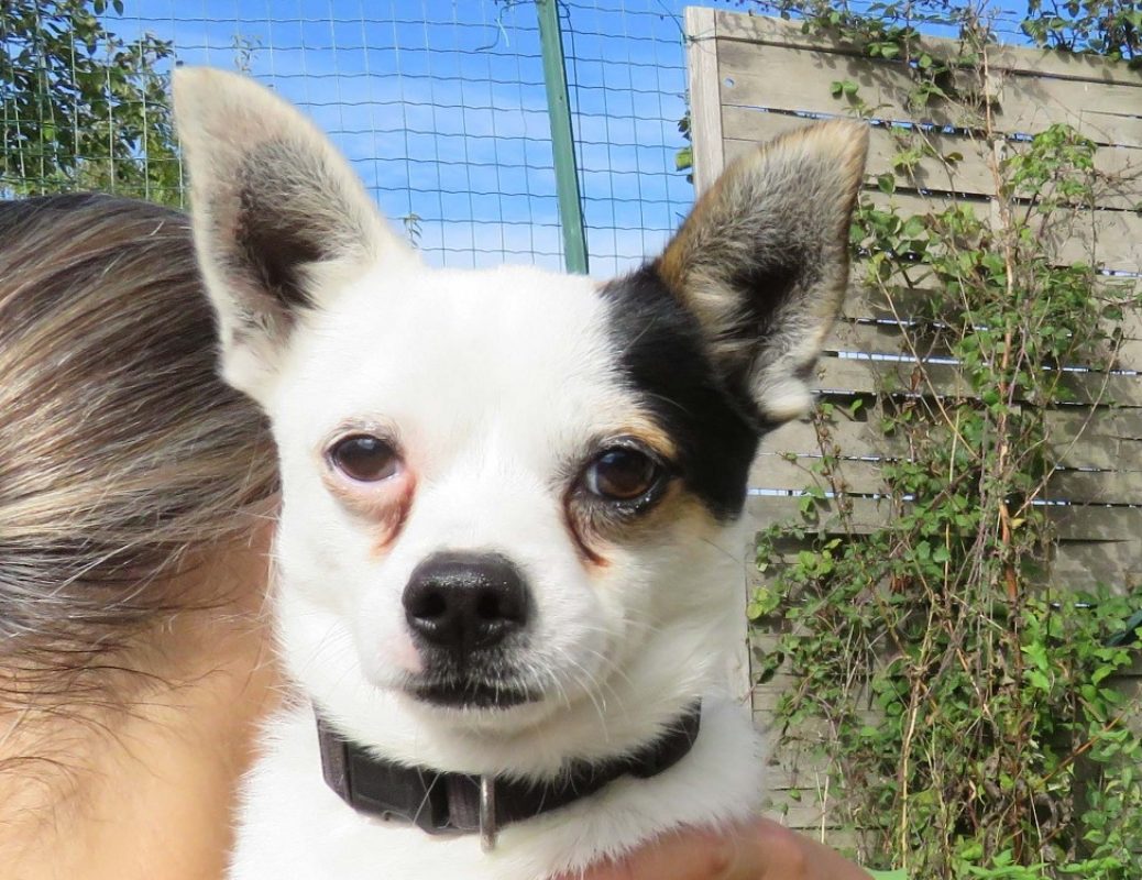 Chico - Chien Chihuahua à adopter