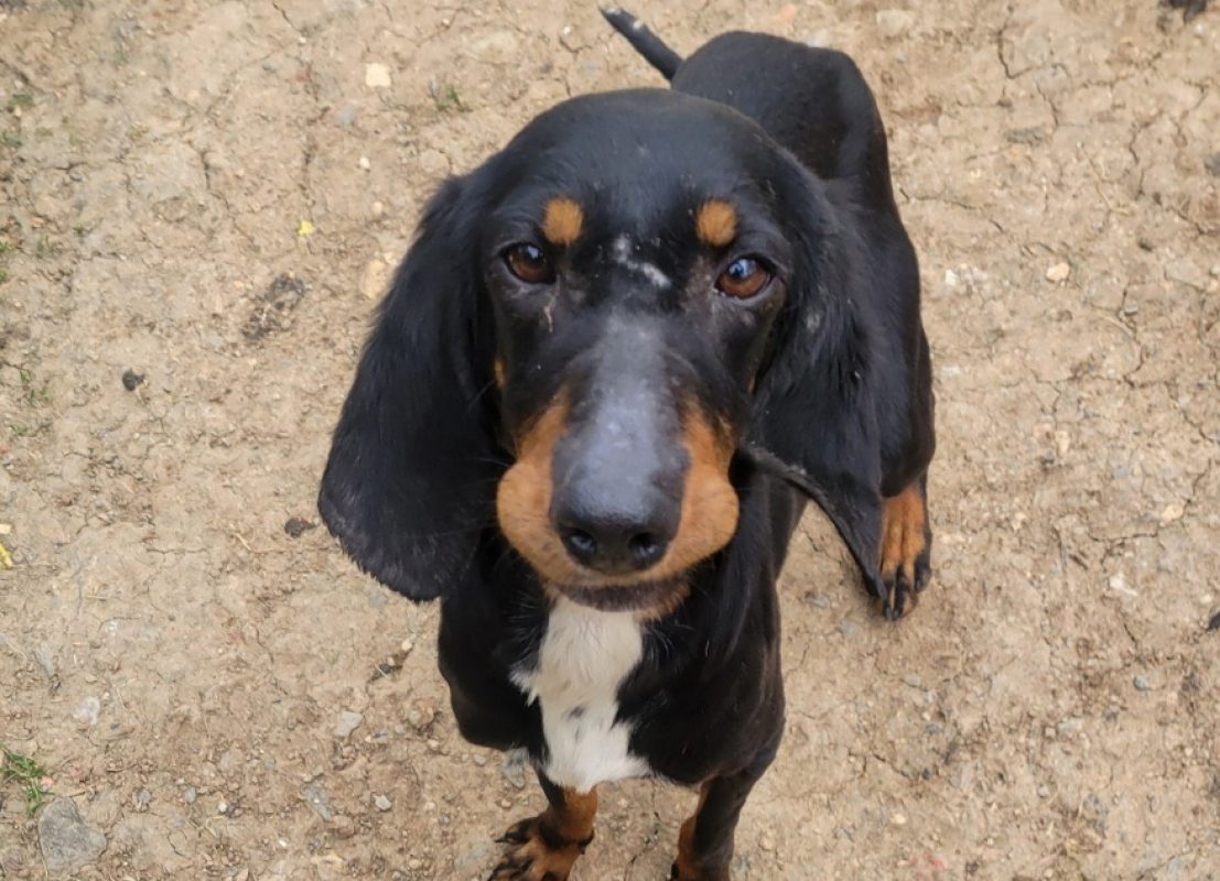 Calisse - Chien à adopter