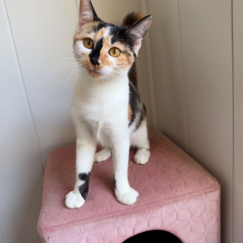 Bess - Chat Européen à adopter - photo 2