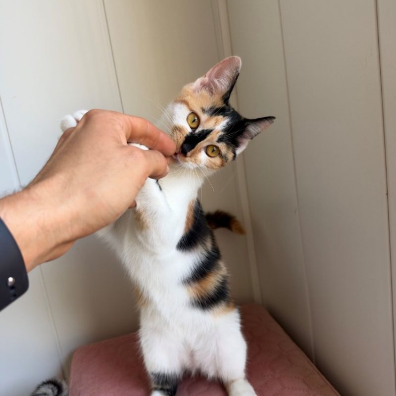 Bess - Chat Européen à adopter - photo 3