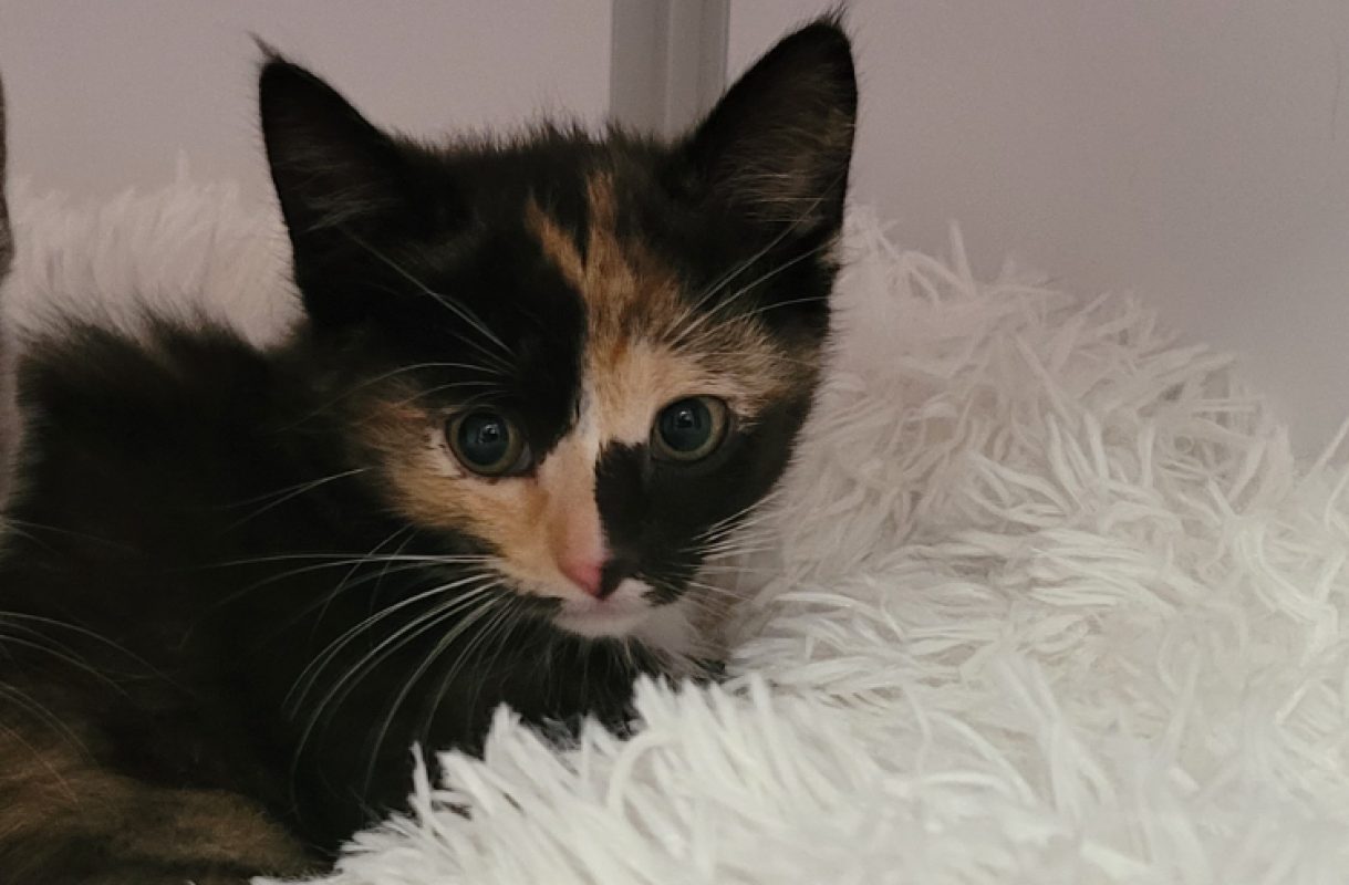 Jonquille - Chat Européen à adopter
