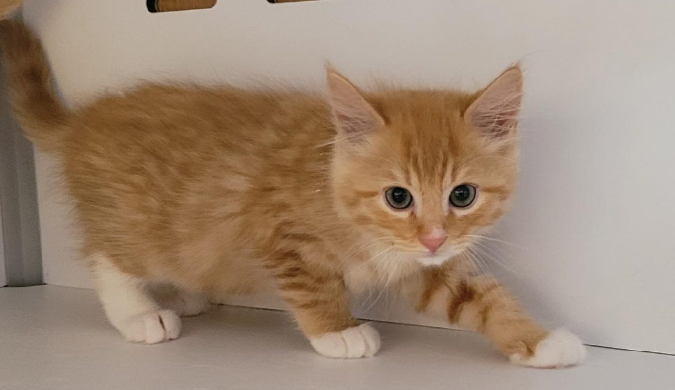 Safran - Chat Européen à adopter