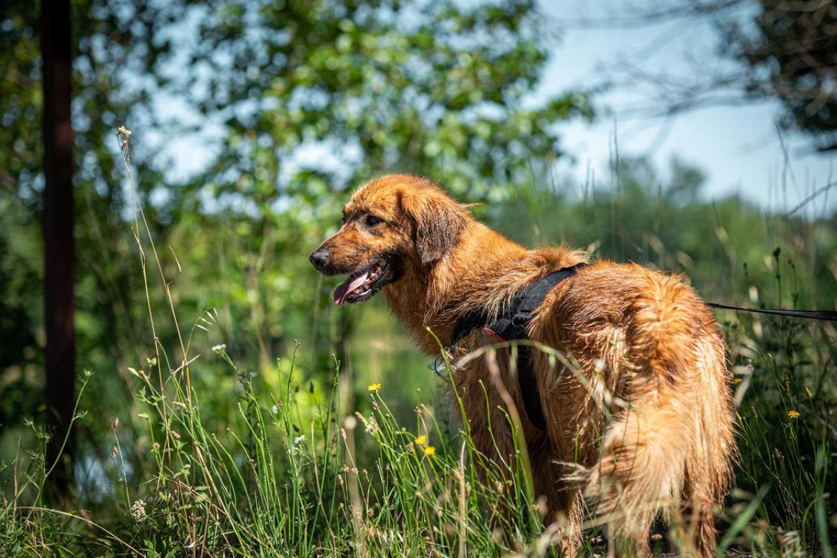 Rouky - Chien à adopter