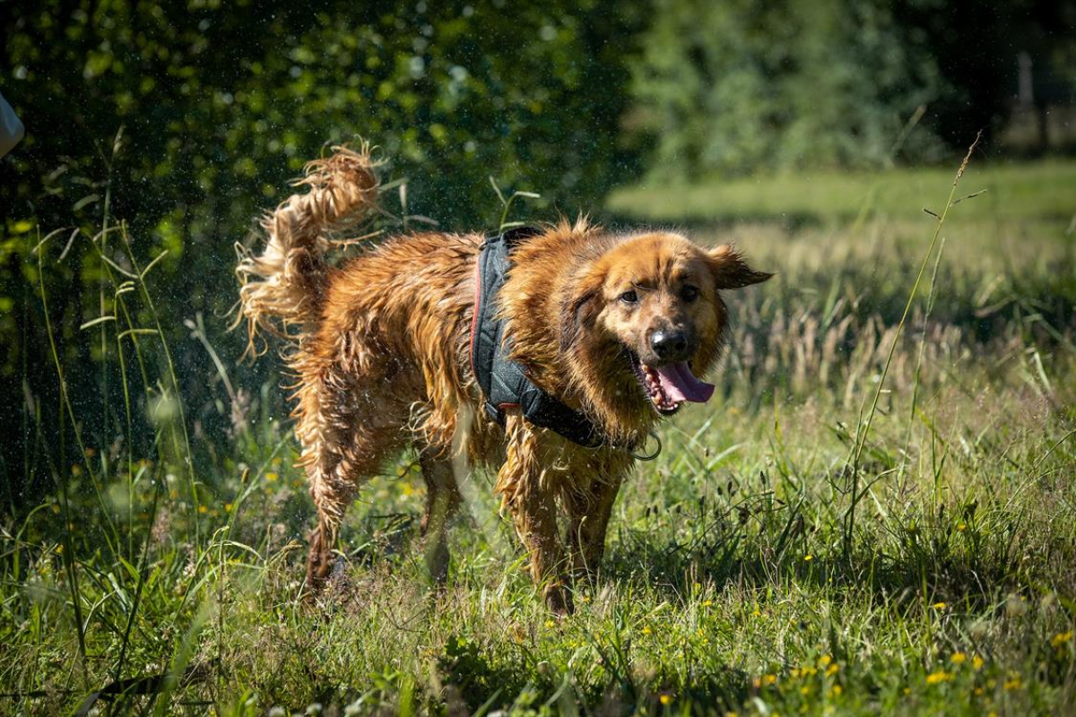 Rouky - Chien à adopter - photo 2