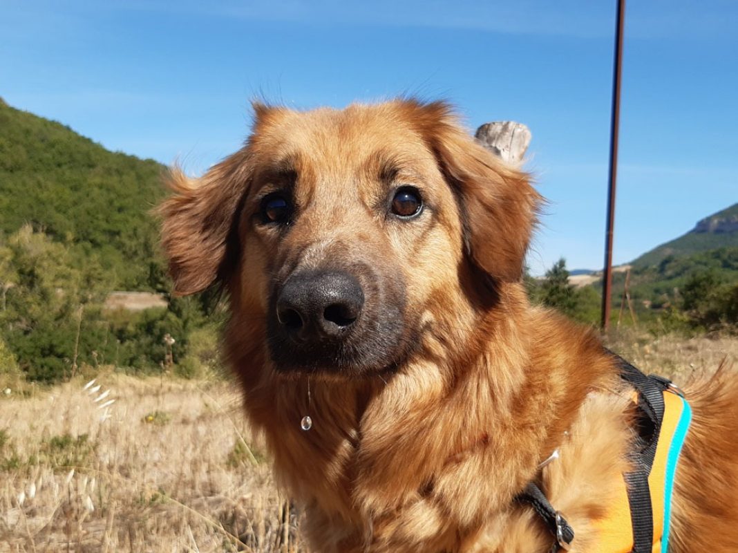 Rouky - Chien à adopter