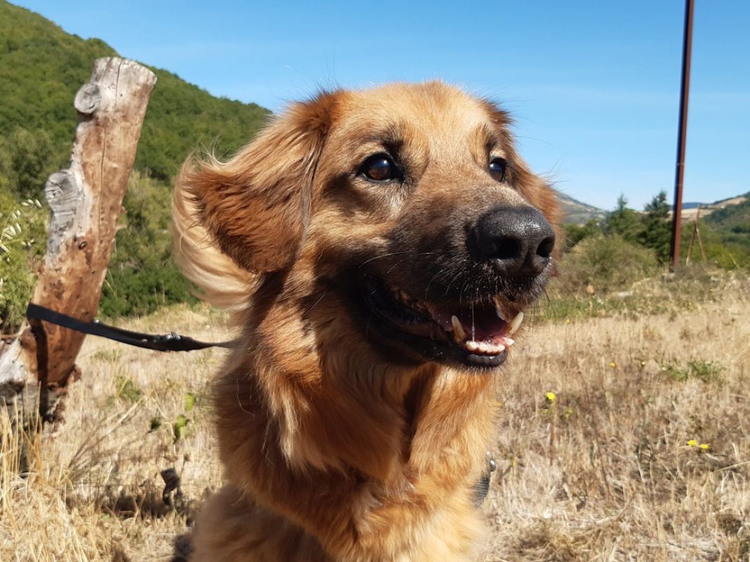 Rouky - Chien à adopter - photo 2