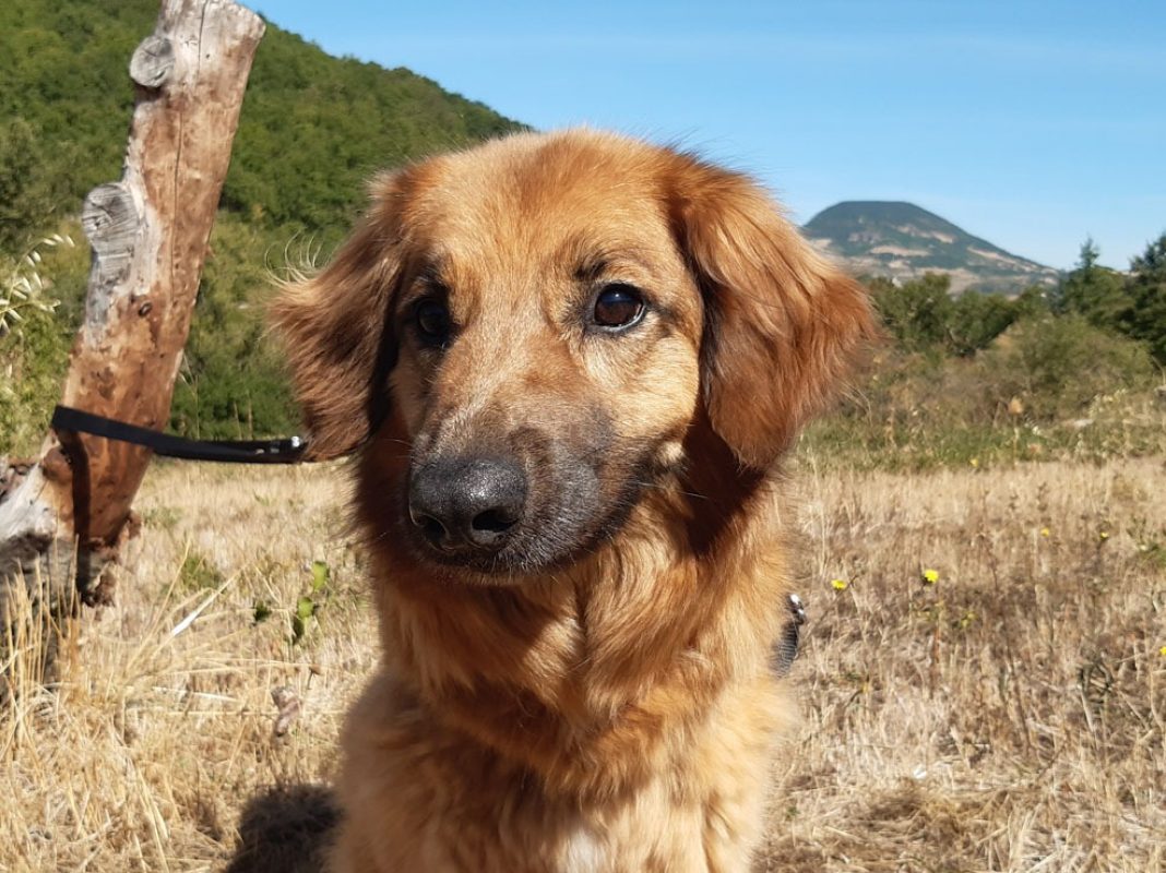 Rouky - Chien à adopter - photo 3