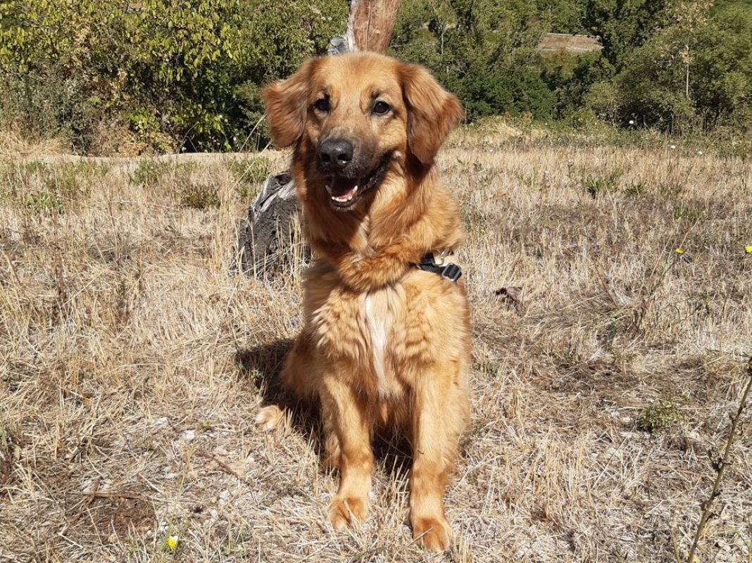 Rouky - Chien à adopter - photo 4