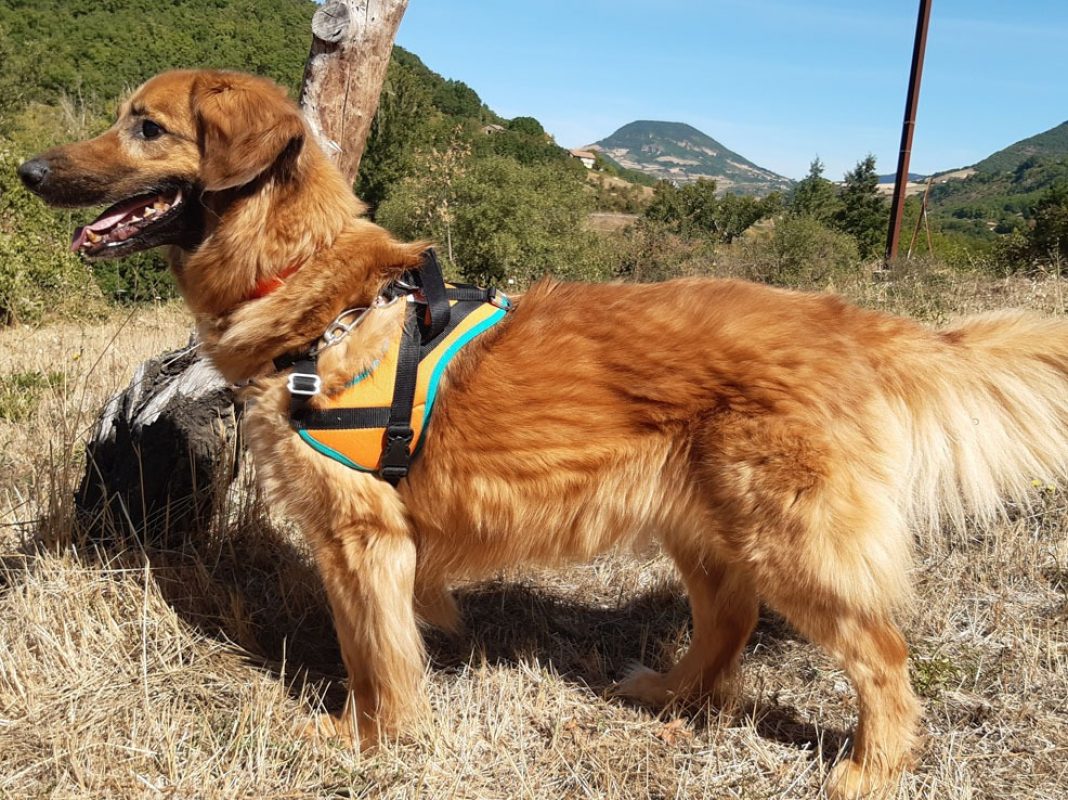 Rouky - Chien à adopter - photo 5
