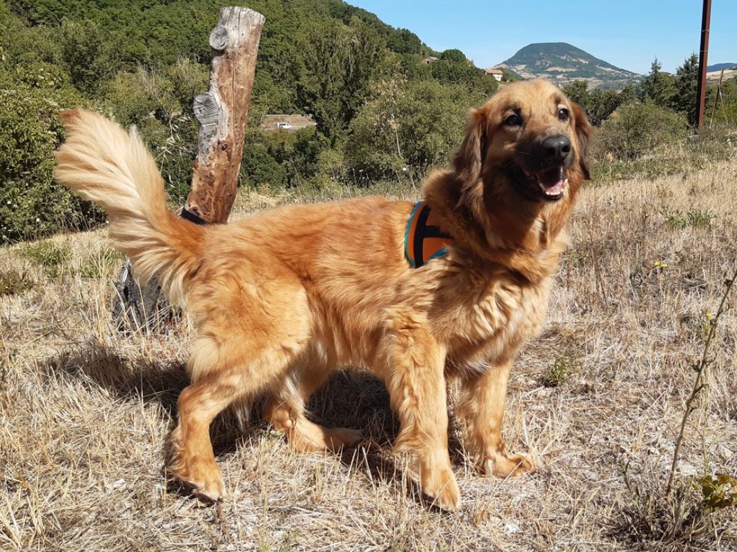 Rouky - Chien à adopter - photo 6
