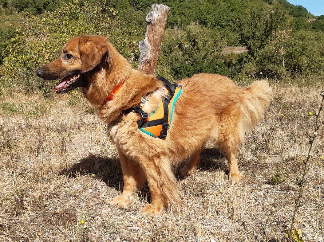 Rouky - Chien à adopter - photo 9