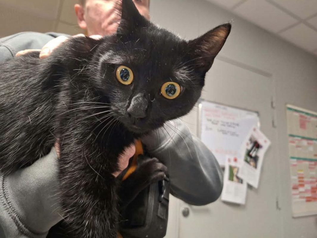 Pompon - Chat Européen à adopter