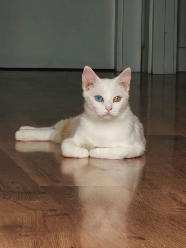 Perla - Chat à adopter