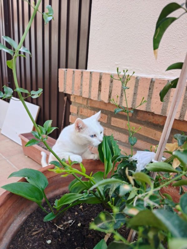Perla - Chat à adopter - photo 3