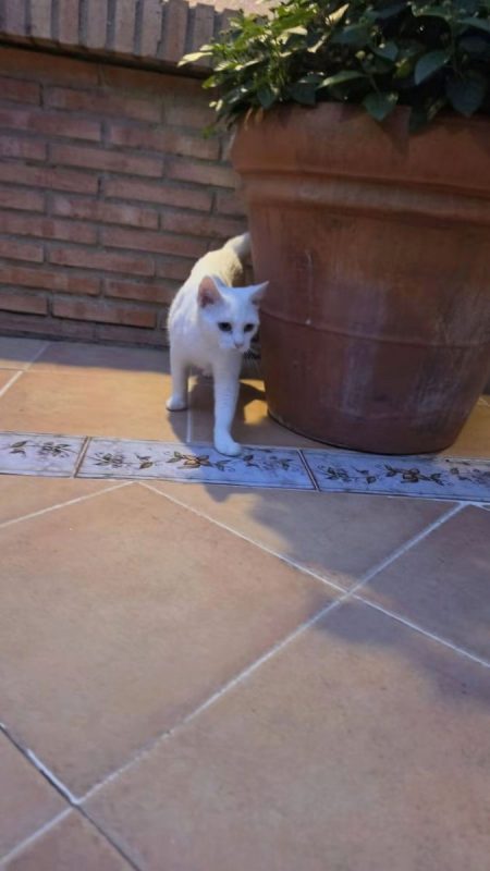 Perla - Chat à adopter - photo 4