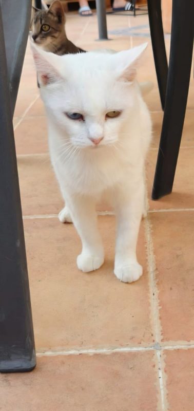 Perla - Chat à adopter - photo 2
