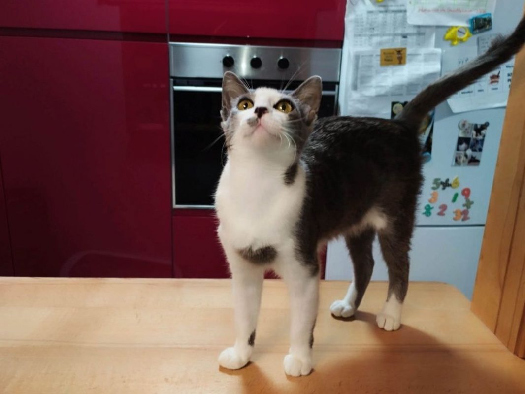 Leti - Chat à adopter